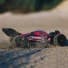 Arma Typhon BLX 1/8 Buggy RTR V5